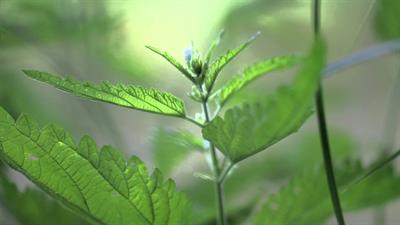 Urtica dioica - گزنه پابلند